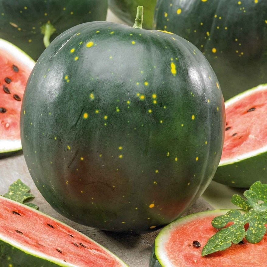 Moon Stars Benekli Karpuz Tohumu (10 Tohum)