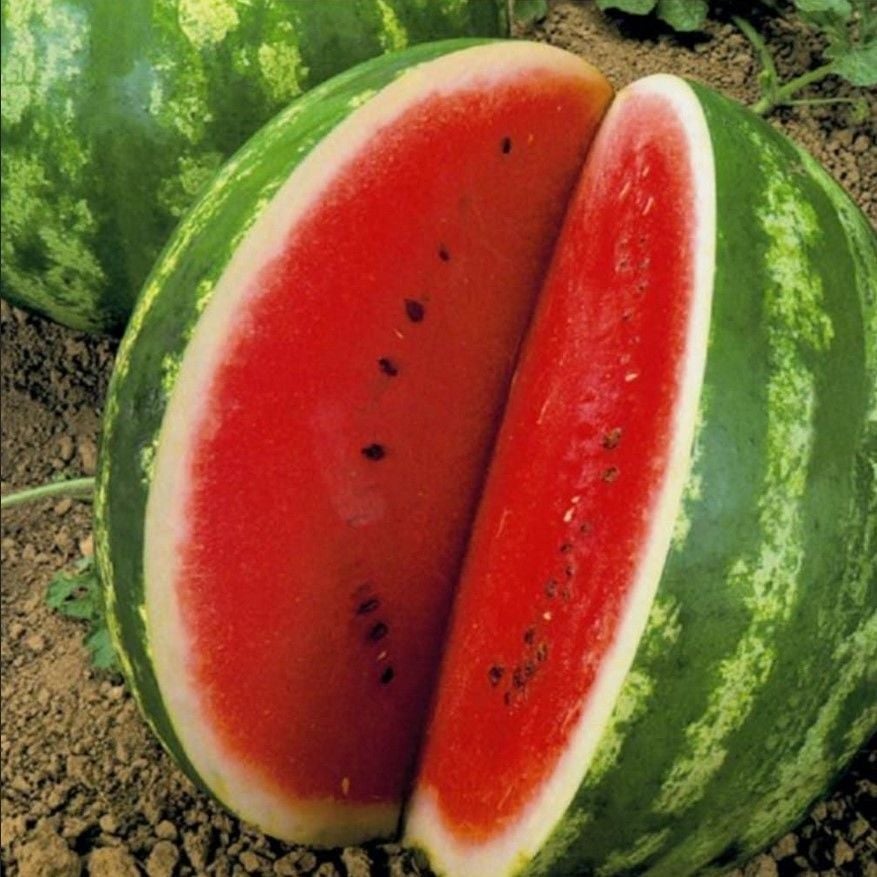 Doğal Yüksek Aromalı Crimson Sweet Karpuz Tohumu (20 Tohum)