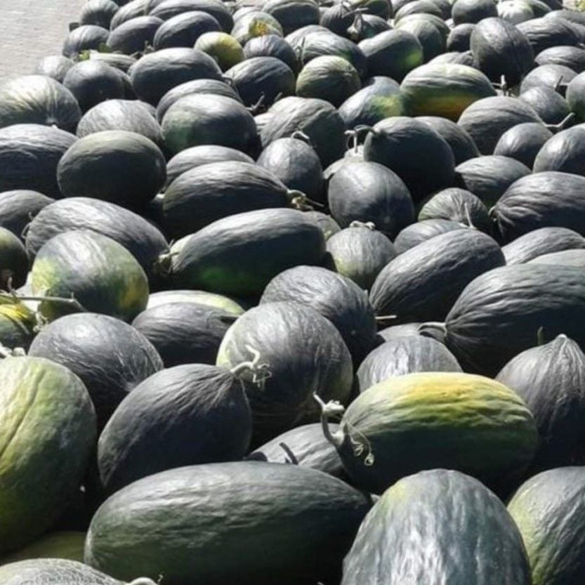 Doğal Karabey Siyah Kışlık Kavun Tohumu (20 Tohum)