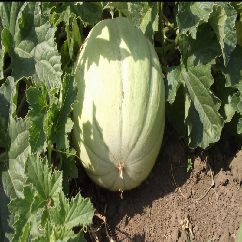 Doğal Yoğun Kokulu Mühürlü Kavun Tohumu (20 Tohum)