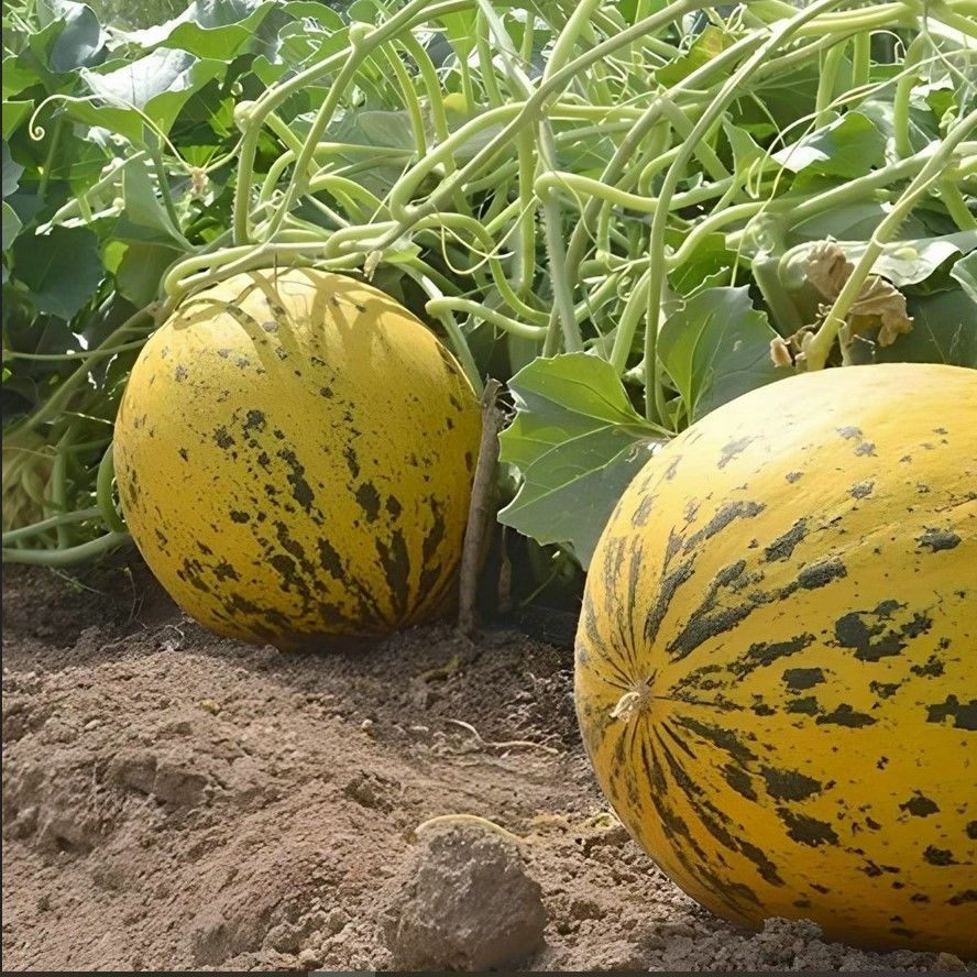 Doğal Akhisar Topan Kavun Tohumu (20 Tohum)