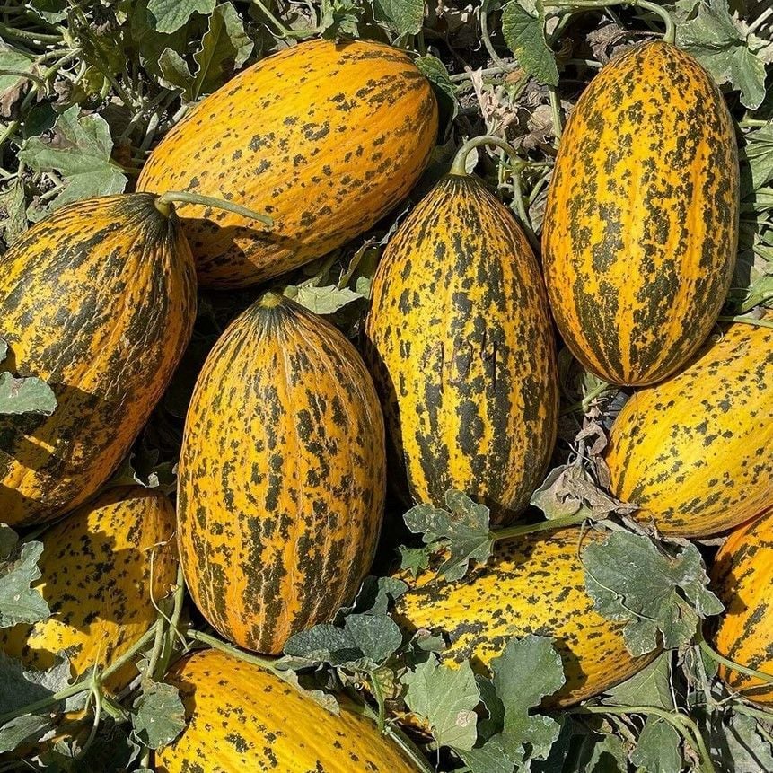 Doğal Kırkağaç 589 Basık Kavun Tohumu (20 Tohum)