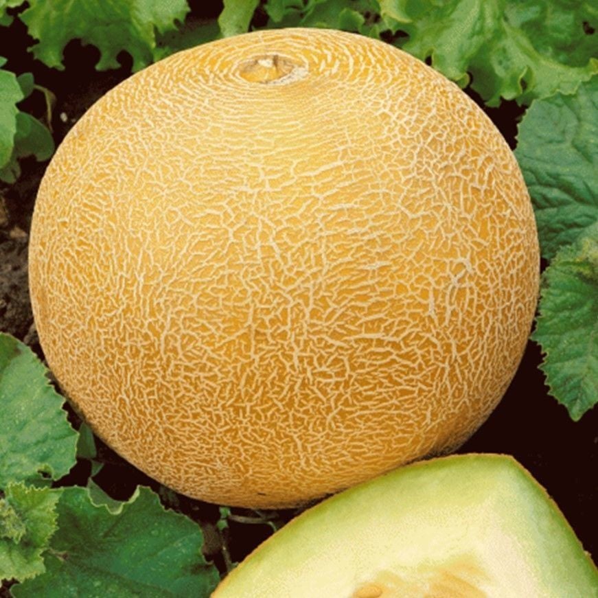 Geleneksel Kokulu Ananas Kavun Tohumu Gali Tipi (20 Tohum)