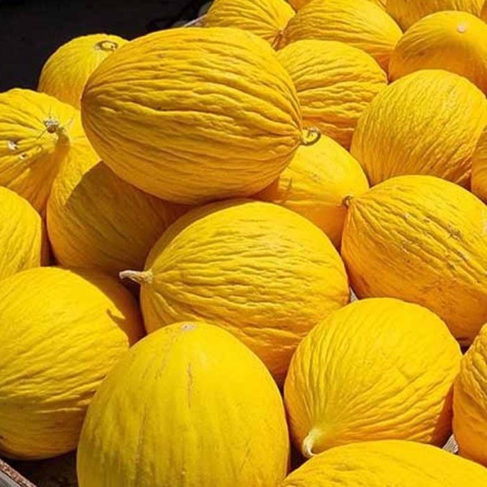 Geleneksel Tohumlar Vivaldi Sarı Kışlık Kavun Tohumu (20 Tohum)