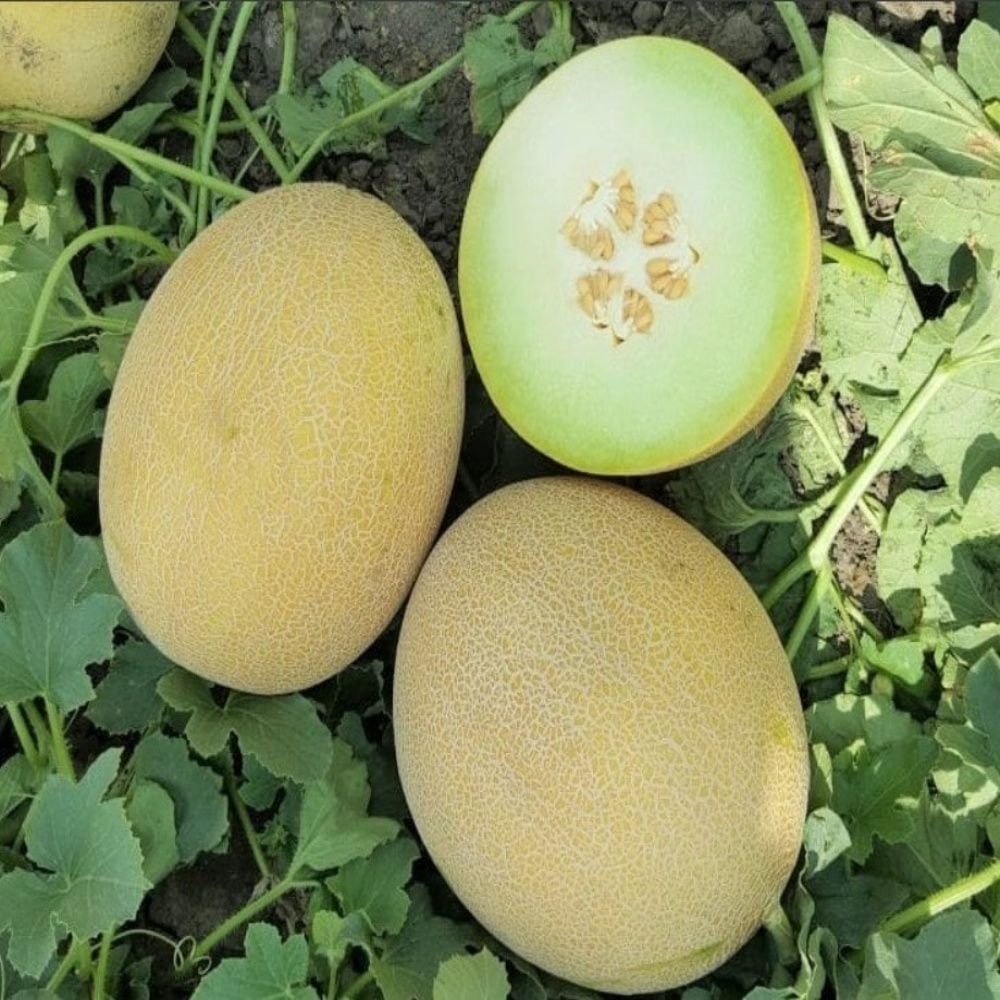 İri Meyveli Bal Küpü Piton F1 Kavun Tohumu (10 Tohum)