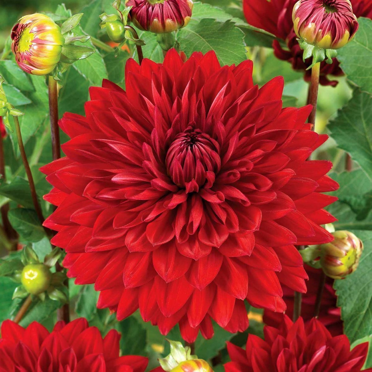 Dev Çiçekli Garden Wonder Dahlia Yıldız Yumrusu (1 adet )