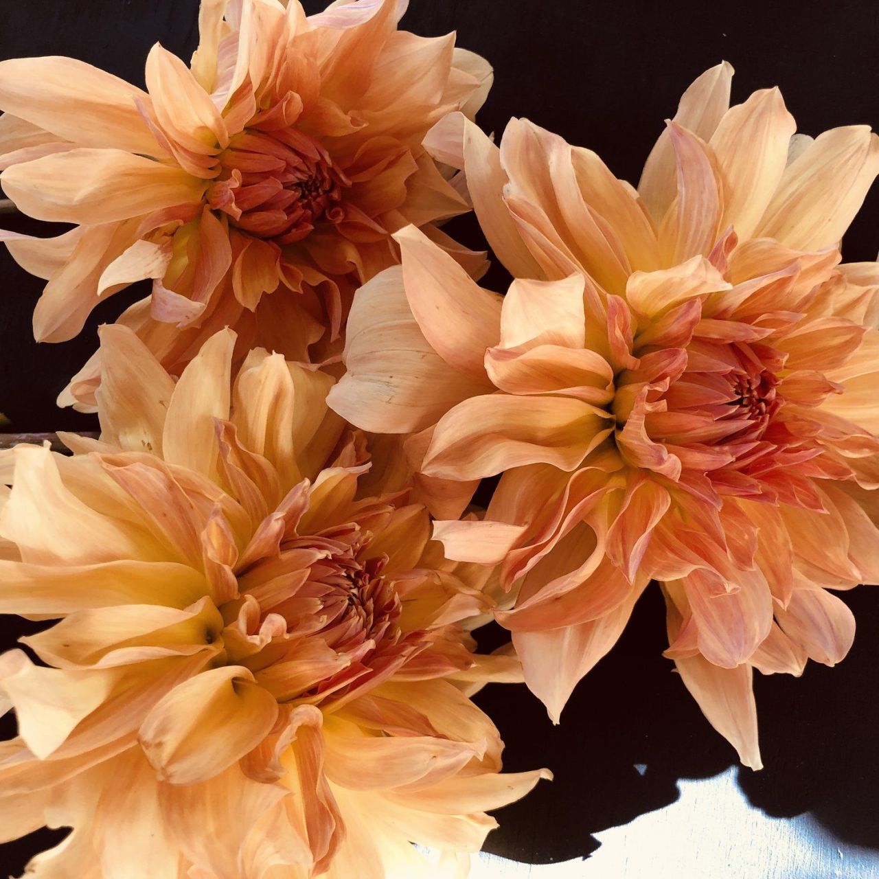 Dev Çiçekli Big Brother Dahlia Yıldız Yumrusu (1 adet )