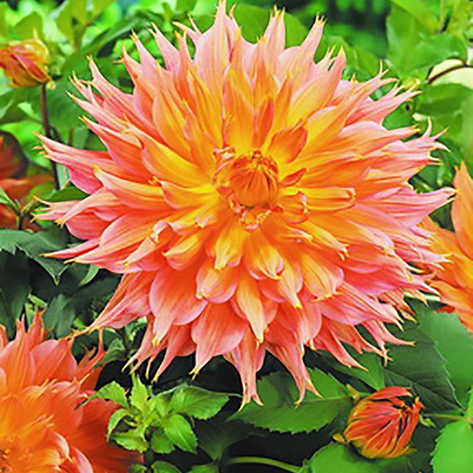 Dev Çiçekli Omega Dahlia Yıldız  Yumrusu (1 adet )