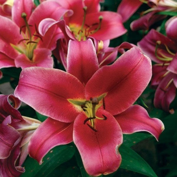 Adelante Mis Kokulu Zambak Çiçeği Soğanı (2 adet)