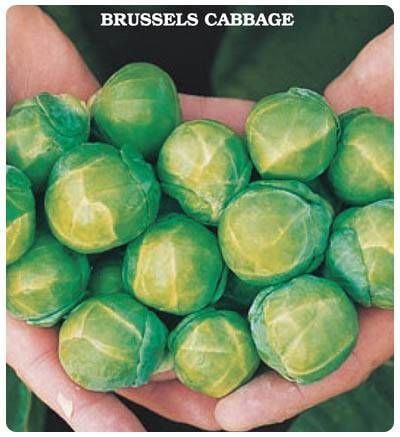 Geleneksel Brüksel Lahanası Tohumu (50 Tohum)