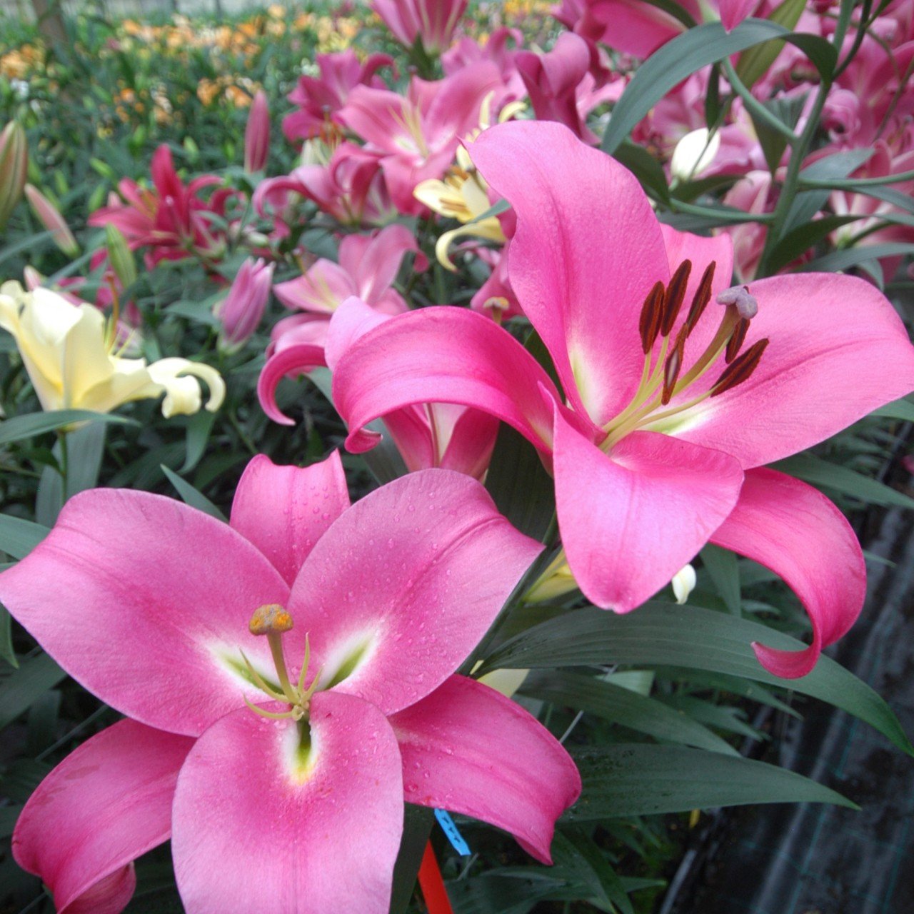 Profundo Mis Kokulu Zambak Çiçeği Soğanı (2 adet)