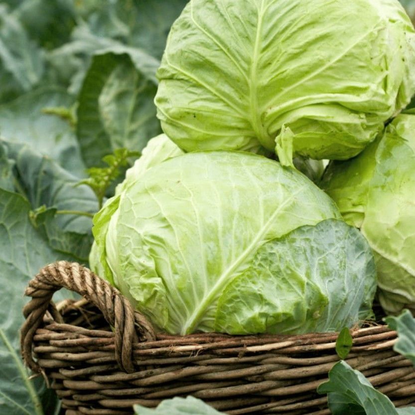 Doğal Sarmalık Dolmalık Yalova Beyaz Lahana Tohumu (100 Tohum)