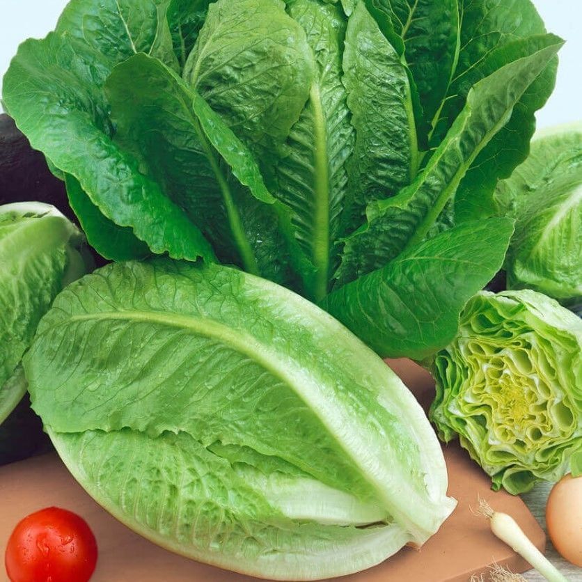 Doğal Tohum Paris İsland Marul Tohumu (100 Tohum)