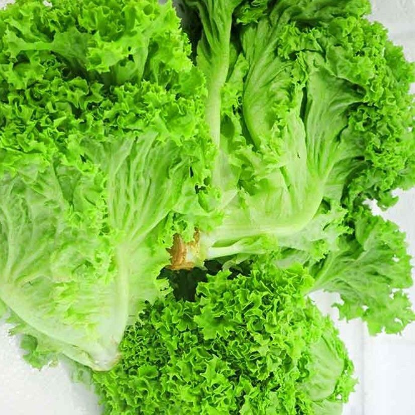 Geleneksel Big Bag Yeşil Kıvırcık Marul Tohumu (100 Tohum)