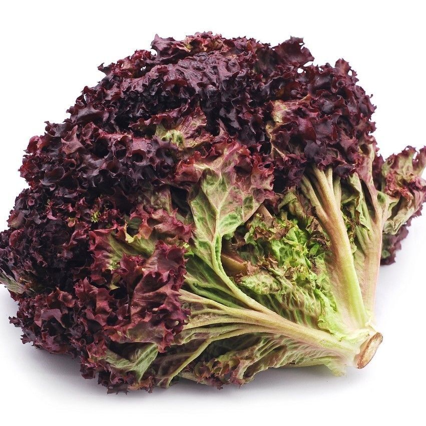 Geleneksel Ruby Red Kırmızı Kıvırcık Marul Tohumu (100 Tohum)