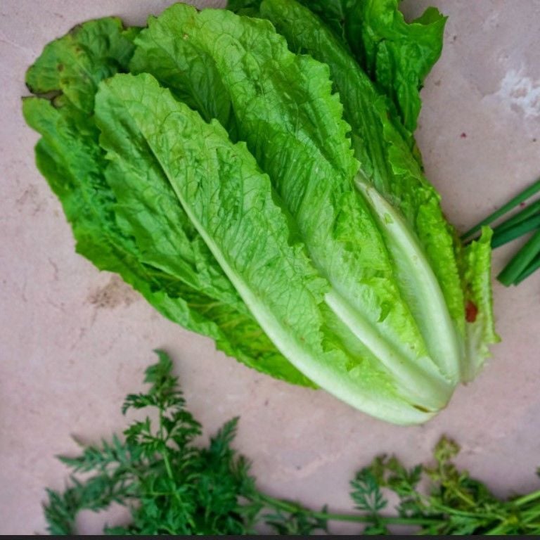 Doğal Soğuğa Dayanıklı Ulukule Marul Tohumu (800 Tohum)