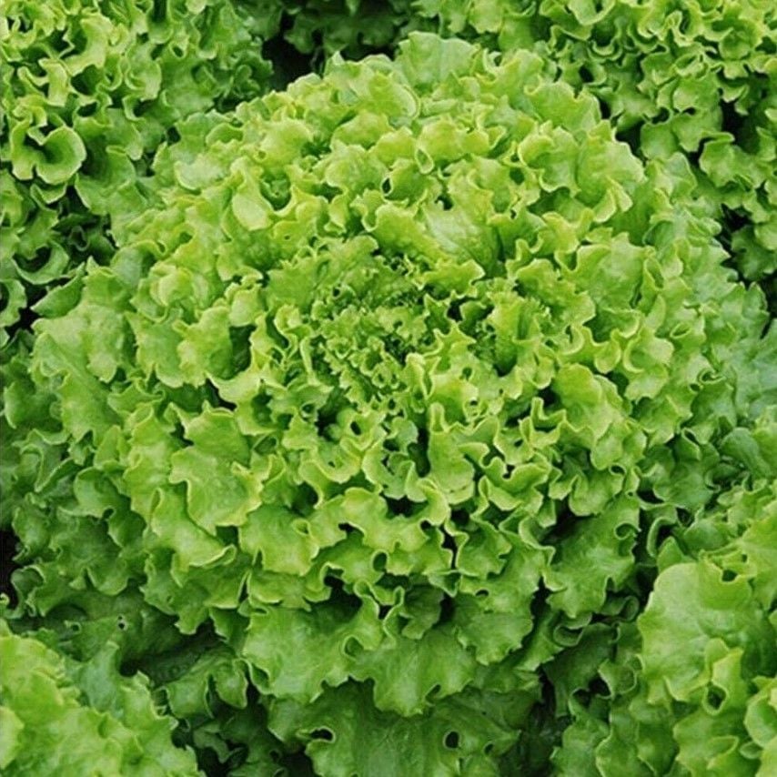 Doğal İvanka Yeşil Kıvırcık Marul Tohumu (800 Tohum)