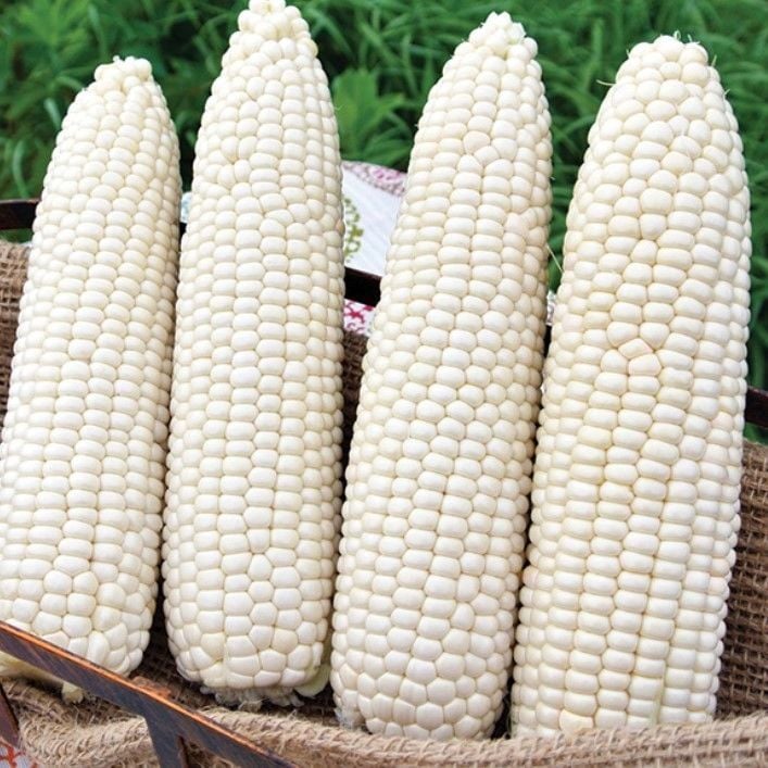 Doğal Hickory King White Beyaz Süt Mısırı Tohumu (5 Tohum)