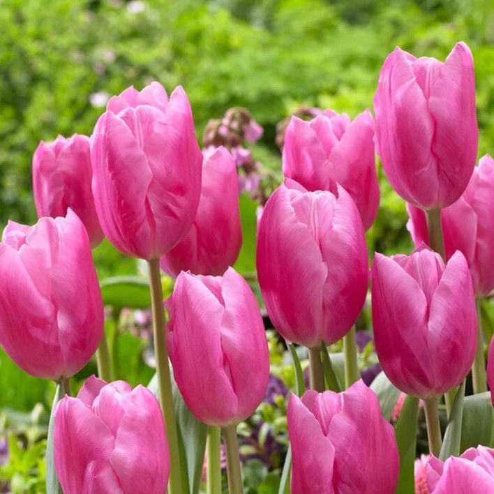 İri Kafa Jumbo Pink Lale Soğanı (4 Soğan) Özel Çeşit