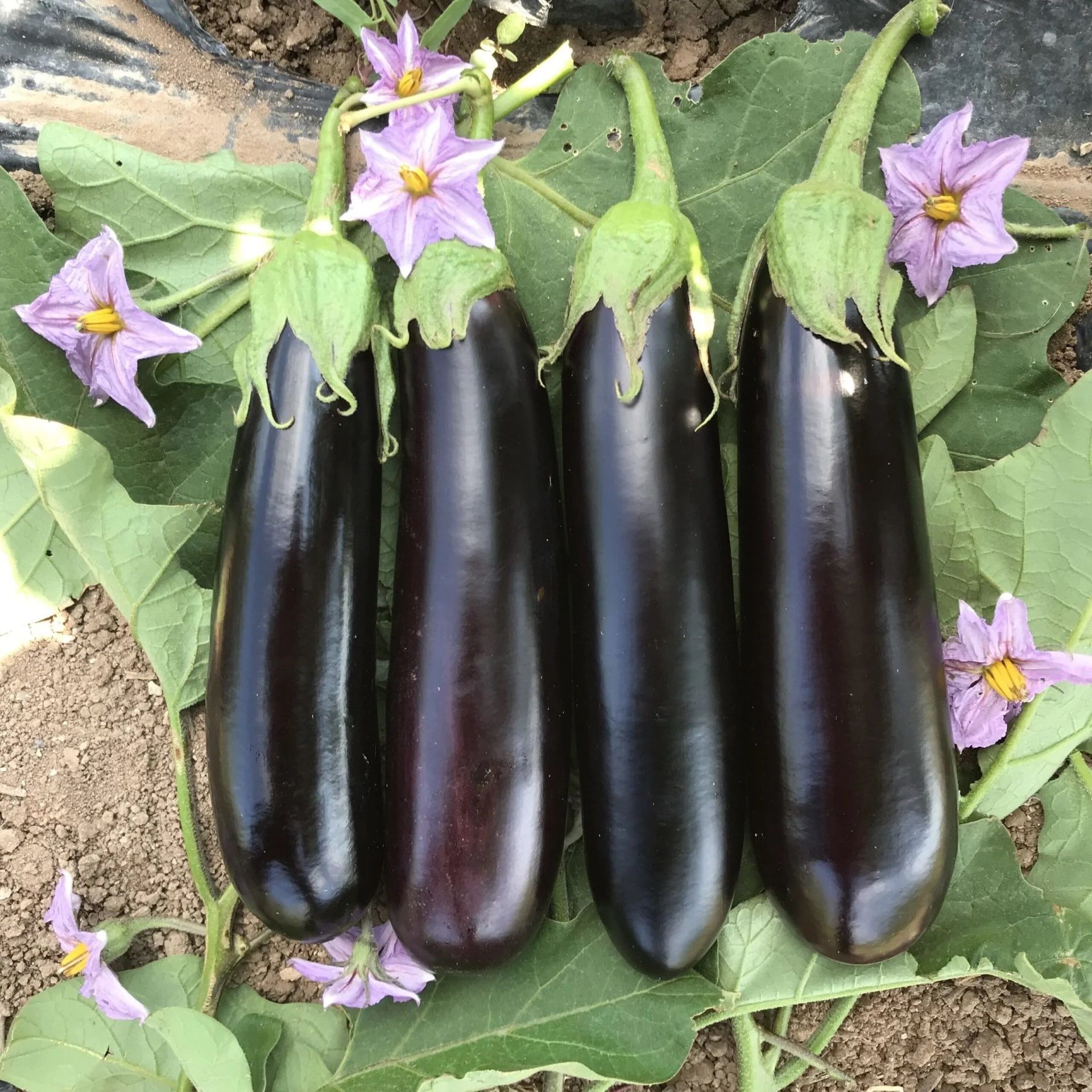 Doğal Etli Yemesi Güzel Kemer Patlıcan Tohumu (70 Tohum)