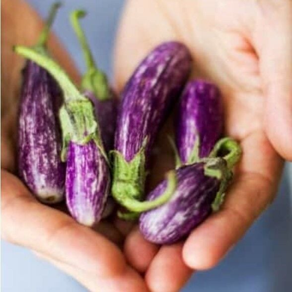 Finger Parmak Patlıcan Tohumu (15 Tohum)