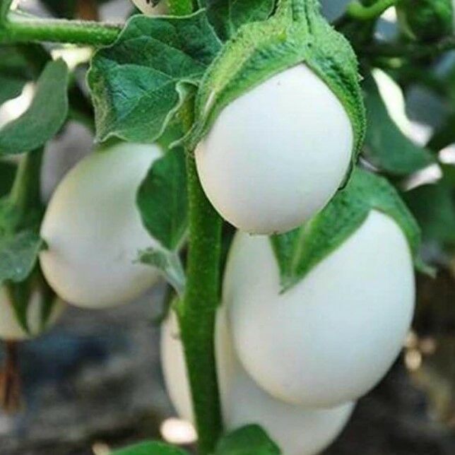 Japanese Egg White Etli Yumurta Patlıcan Tohumu (15 Tohum)