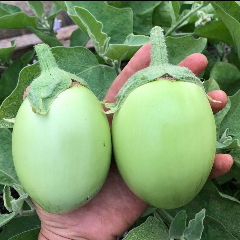 Apple Green Etli Patlıcan Tohumu (15 Tohum)