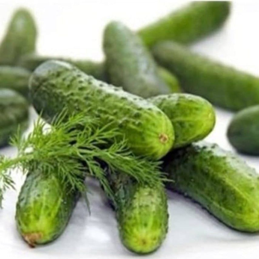 Bol Döken Rocket-F1 Turşuluk Kornişon Hyar Tohumu (10 Tohum)