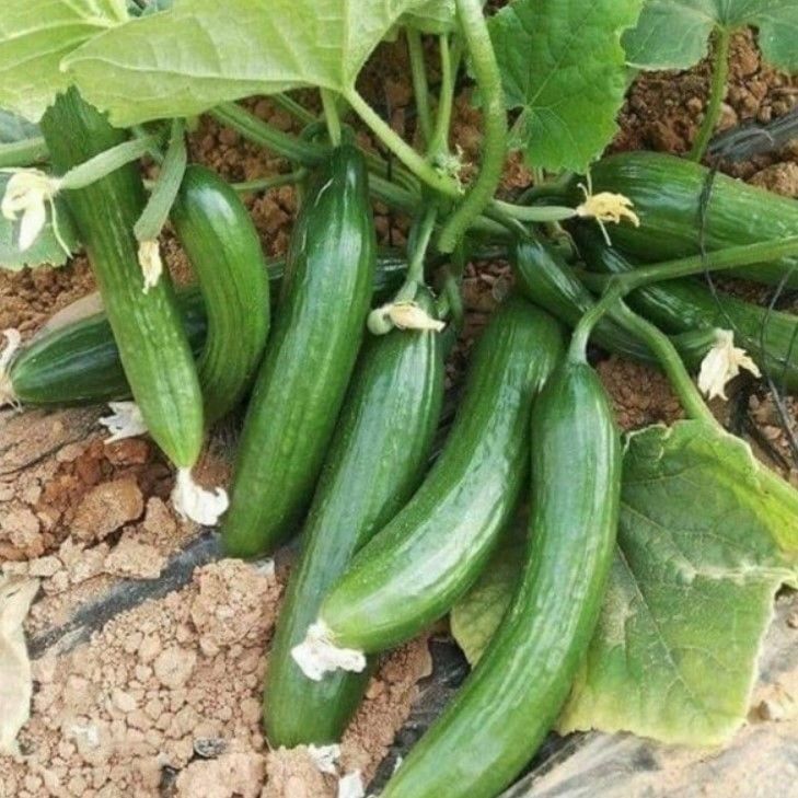 Oturak F1 Hıyar Tohumu (10 Tohum)