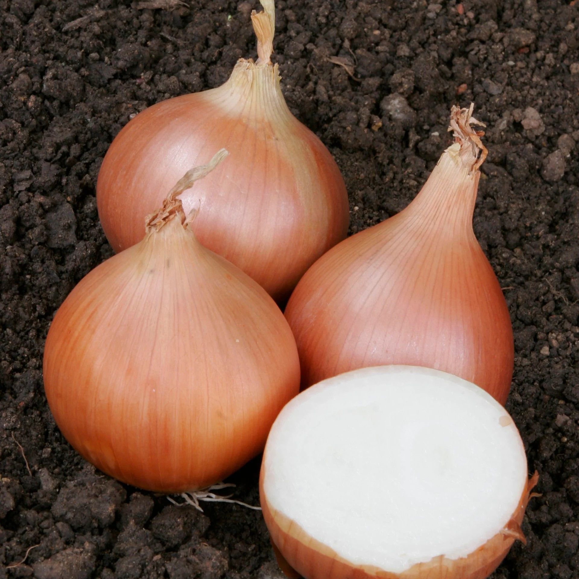 Geleneksel Erkenci Teksas Grano Soğan Tohumu (50 Tohum)