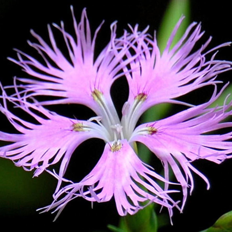 Superbus Rose Bol Kokulu Karanfil Çiçeği Tohumu (100 adet)