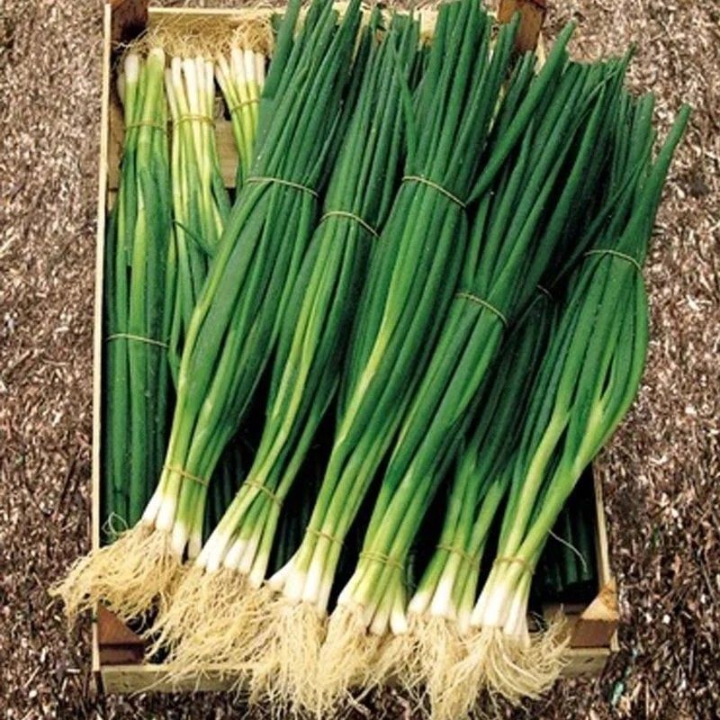 Geleneksel Yüksek Aromalı Yeşil Soğan Tohumu (50 Tohum)