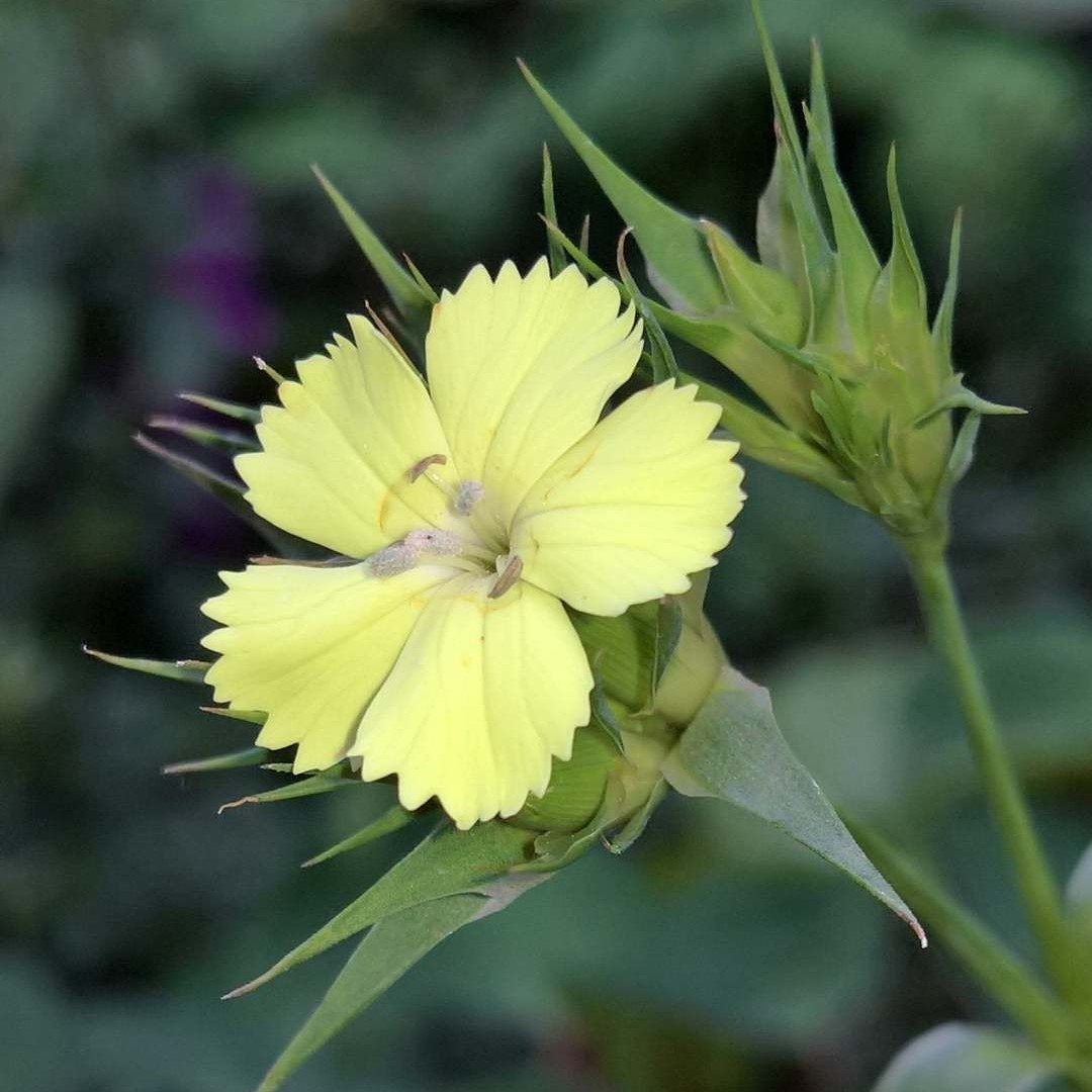 Küçük Sarı Renkli Hint Karanfil Çiçeği Tohumu (50 tohum)