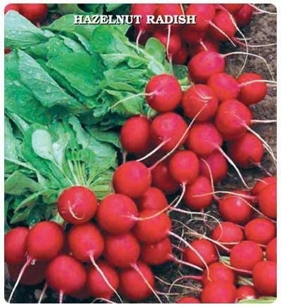 Ata Mirası Geleneksel Kırmızı Fındık Turp Tohumu (50 Tohum)