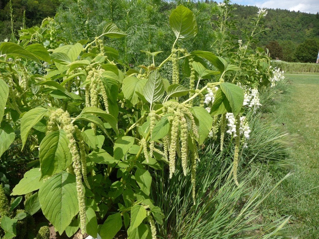 Yeşil Renkli Amaranthus (Horoz İbiği) Çiçeği Tohumu (50 tohum)