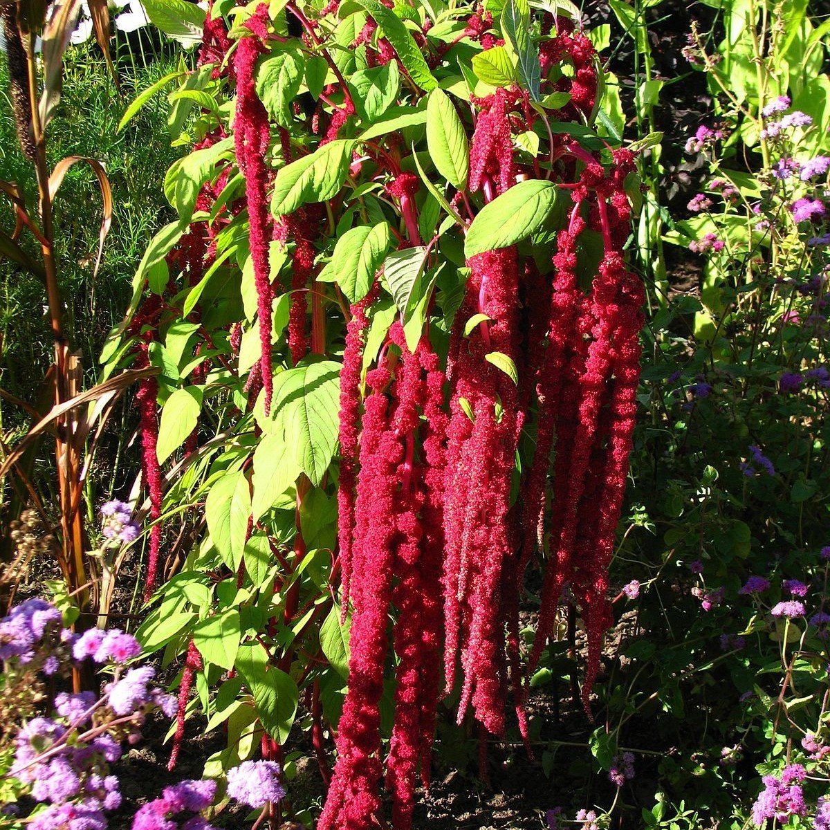 Kırmızı Amaranthus caudatus Çiçeği Tohumu (100 tohum)