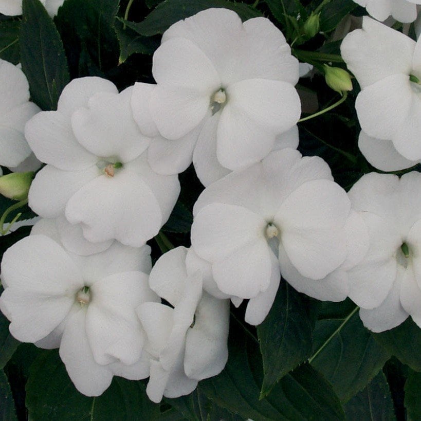 Saksılık Wallerine Beyaz Renkli Bodur Cam Güzeli Çiçeği Tohumu (20 tohum)