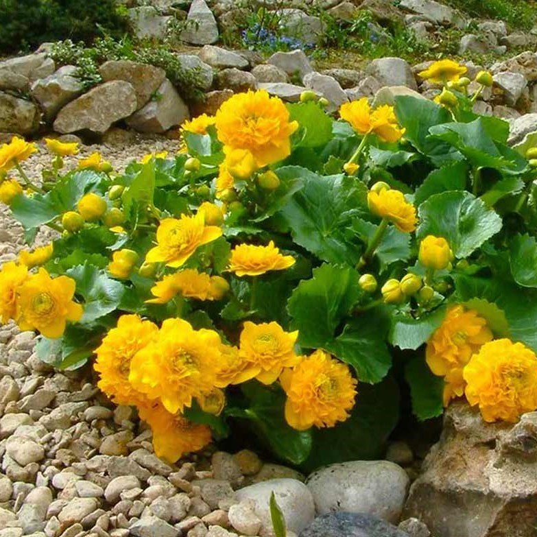 Nadir Sarı Kadife Çiçeği Tohumu (50 tohum)