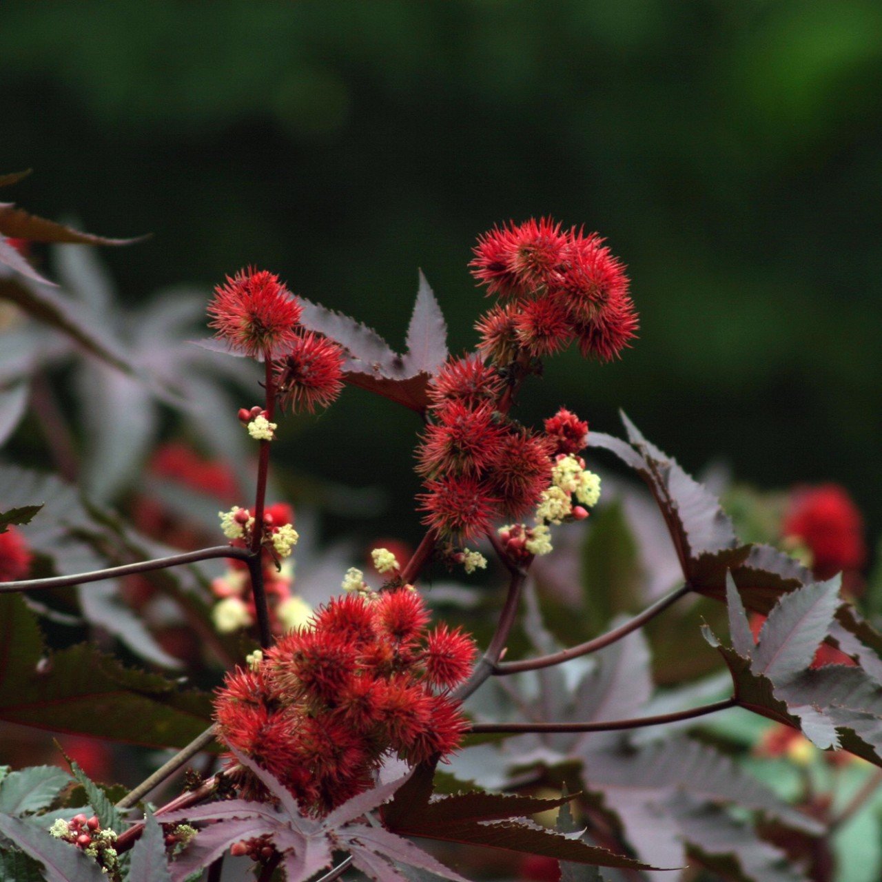 Kırmızı Renkli Kene (Castor Bean) Çiçeği Tohumu (5 tohume