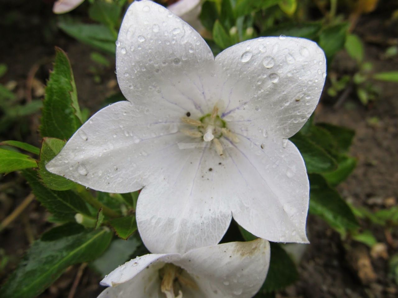 Beyaz Renkli Balon Çiçeği Tohumu (20 tohum)