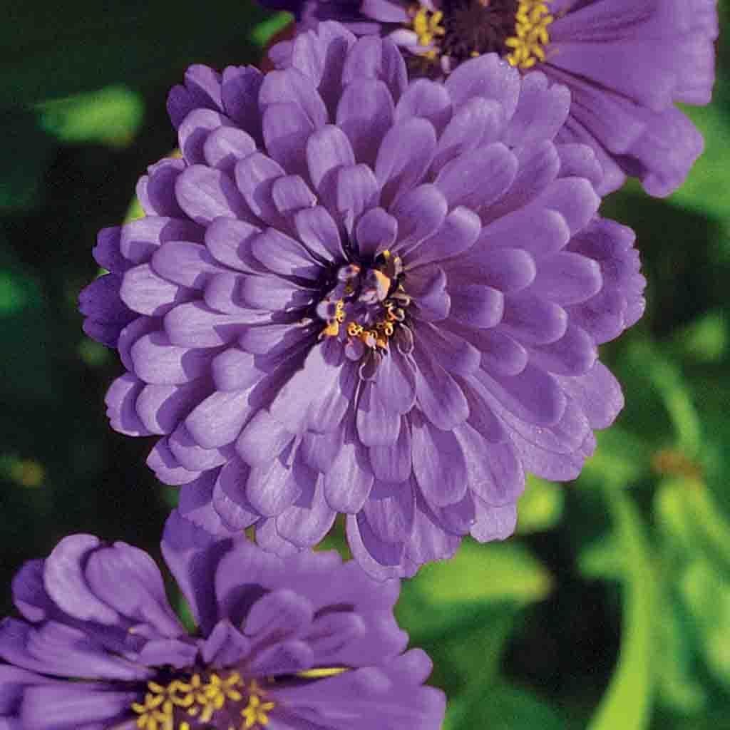 Dahlia Çiçekli Lavender Zinya Çiçeği Tohumu (40 tohum)
