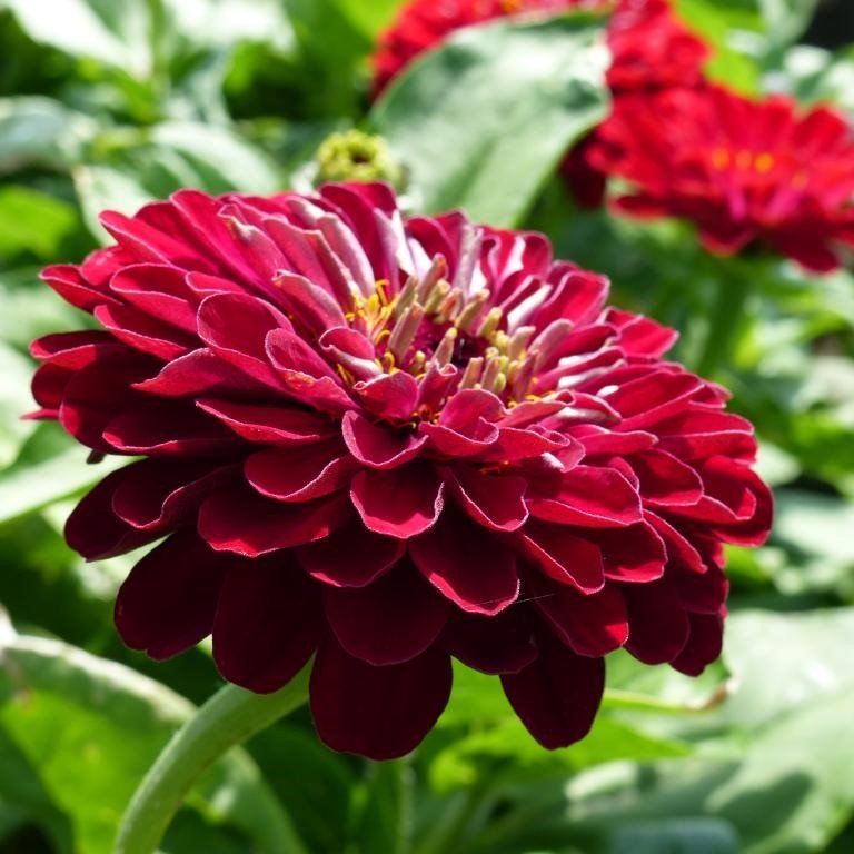 Super Yoga Elegans Koyu Kırmızı Zinya Çiçeği Tohumu (40 tohum)