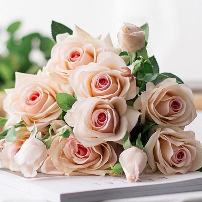 Tüplü Yediveren Cream White Krem Beyazı  Kokulu Gül Fidanı