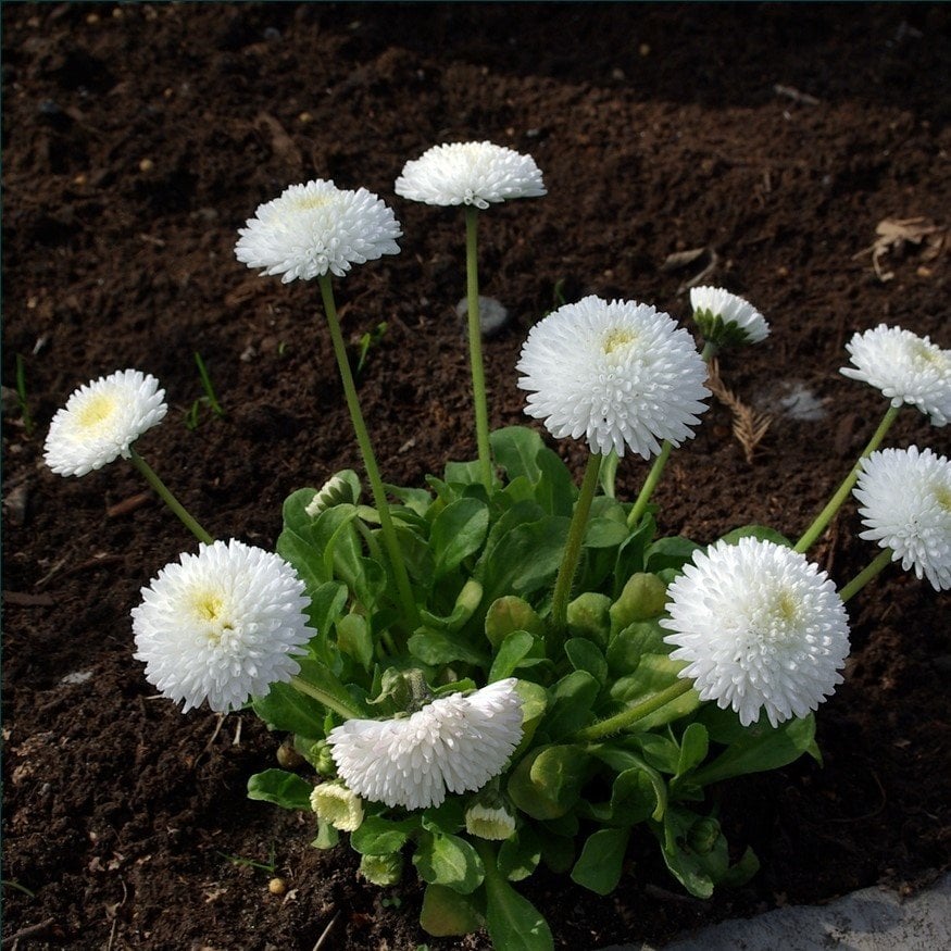 Bellis Perennis Beyaz Ponpon İngiliz Çayır Papatyası Çiçeği Tohumu (100 tohum)