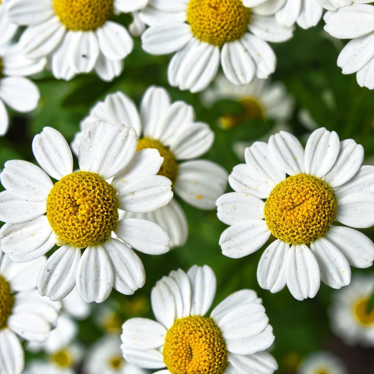 Bodur Gümüş Lens Papatya Çiçeği Tohumu (100tohum)