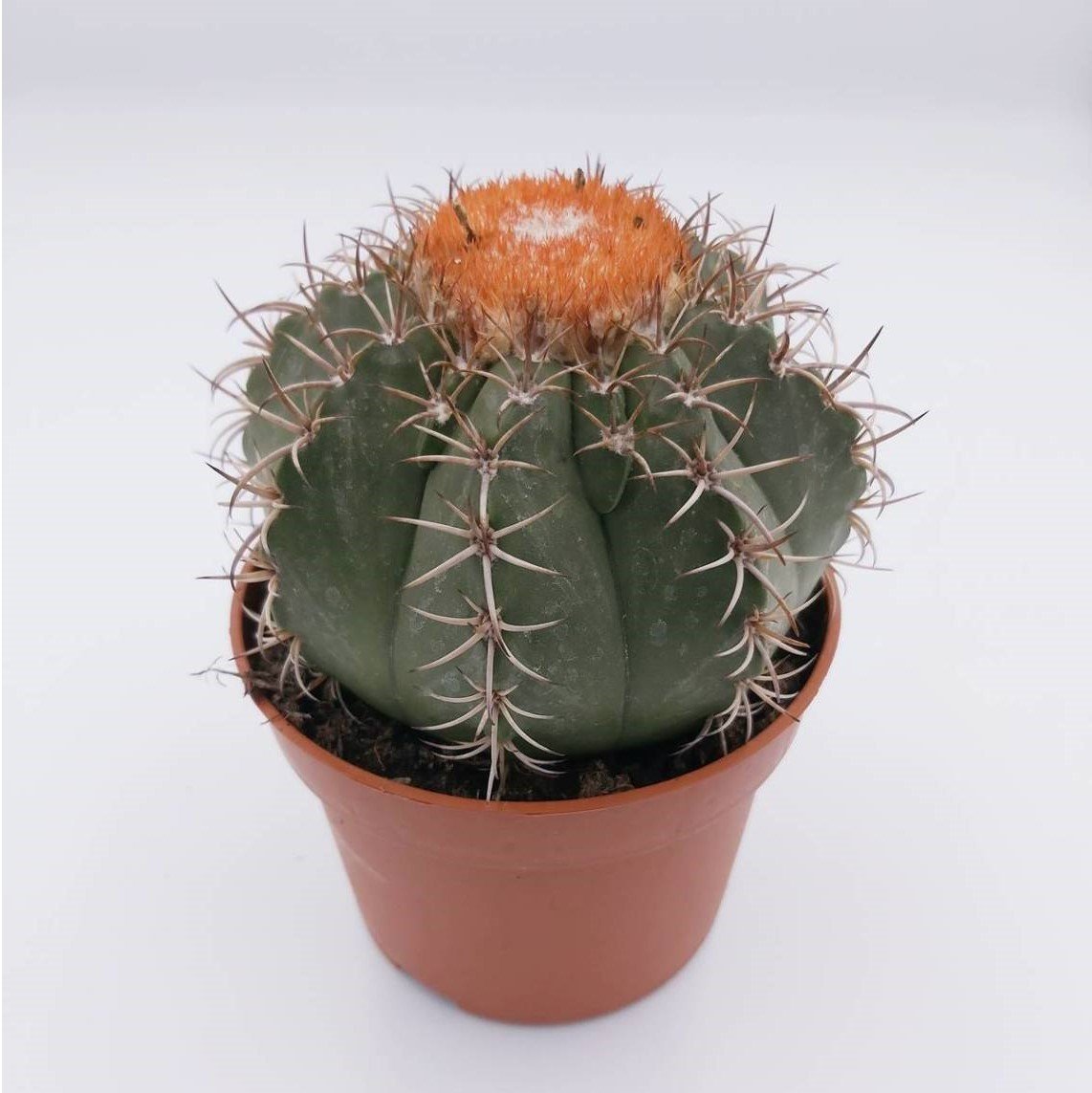 Geniş Şapkalı Melocactus Matanzanus Kafalı Kaktüs (8 lik saksıda)