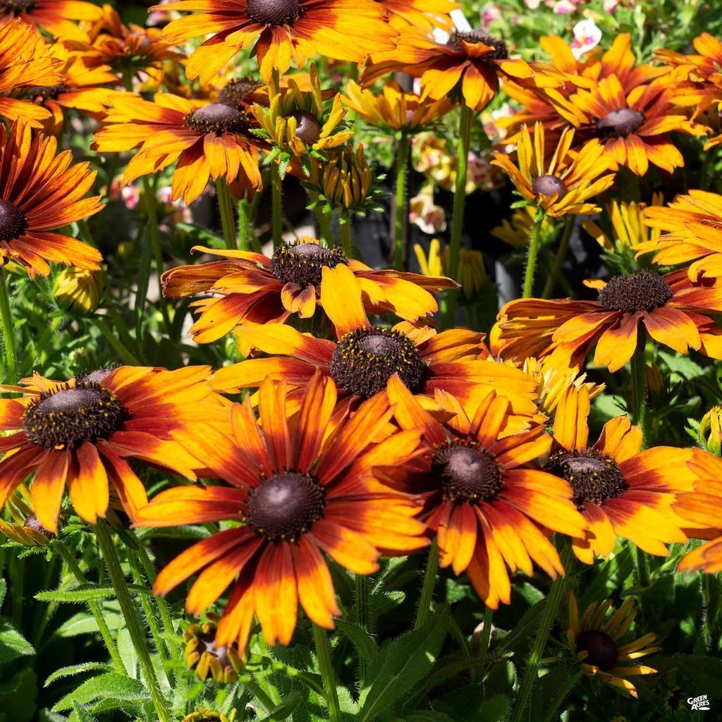 Üç Renkli Rudbekya Çiçeği Tohumu (100 tohum)