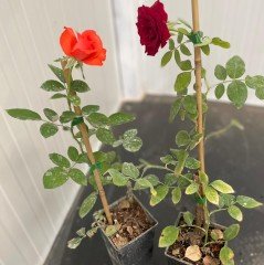 Tüplü Karışık Yediveren Kokulu Gül Fidanı Paketi 4'lü