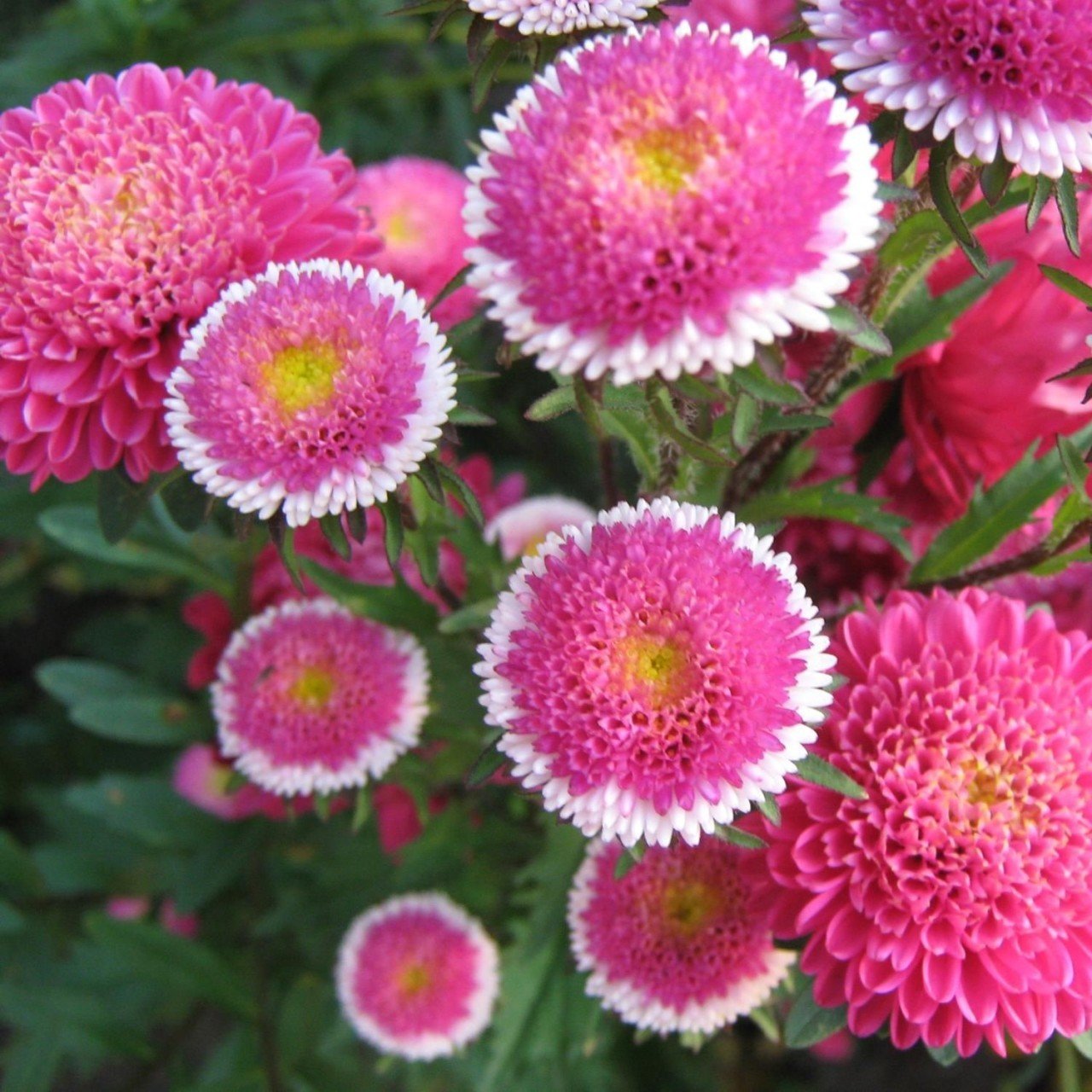 Pompon Hi-no-maru Aster Çiçeği Tohumu(50 tohum)