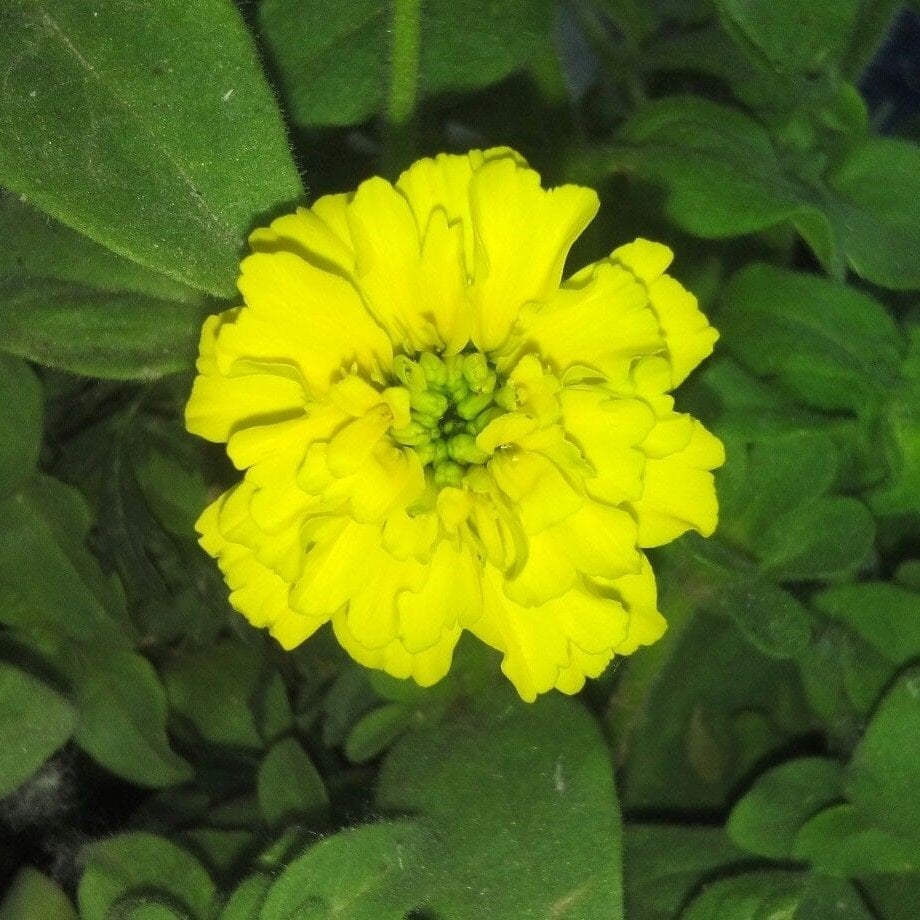 Özel Bodur Yellow Beauty Kadife Çiçeği Tohumu (20 tohum)